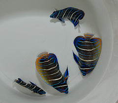 Pomacanthus xanthometopon (Juvenile)