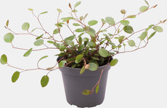 PT-MUEHLENBECKIA COMPLEXA