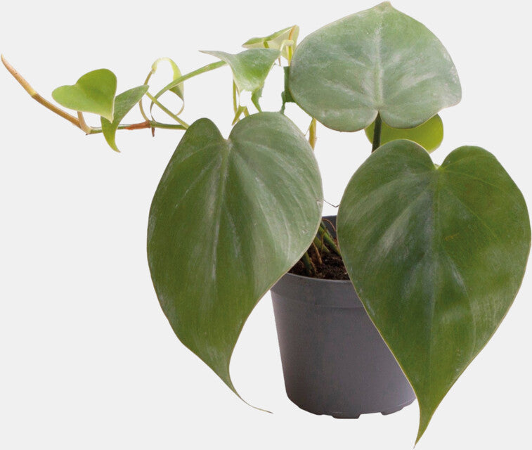 PT-Philodendron scandens