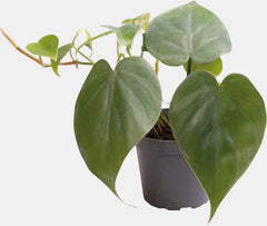 PT-PHILODENDRON SCANDENS
