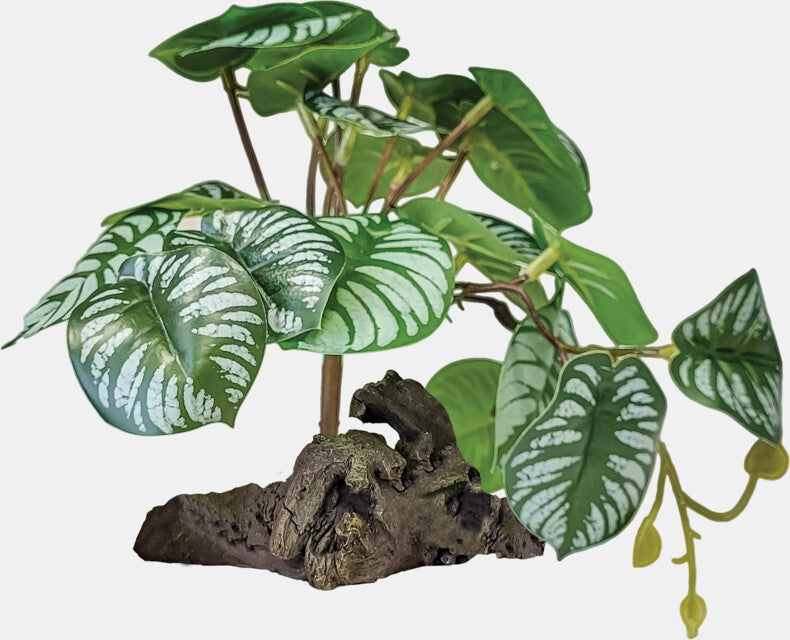 REPTO PLANT ON DECO BEGONIA