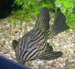 Panaque nigrol.L190 M     Roodoogplec. M