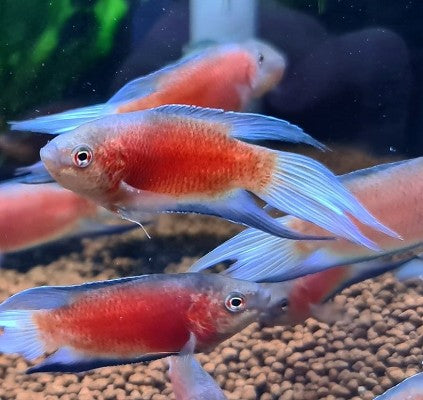 M.opercularis   Paradijsvis red velvet M