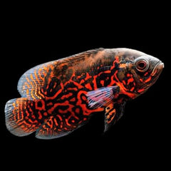 Astr.ocellatus Pauwoog red tyger 8-10