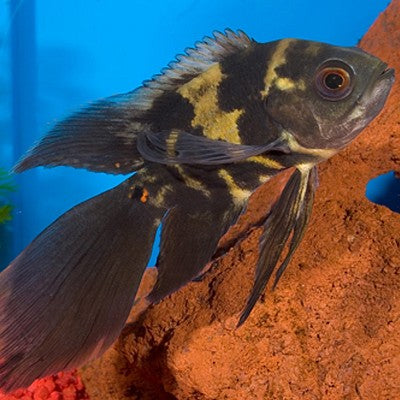 Astr.ocellatus  Pauwoog tyger sluier 5-6