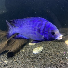 Placidochromis mdoka white lips 4-5 cm