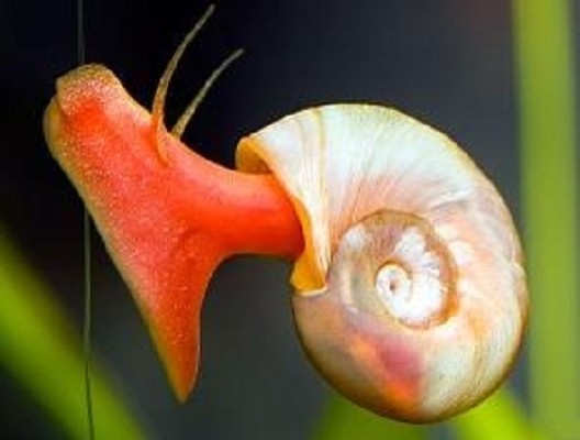 Planorbarius corneus sp.red @