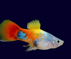 Xiph.maculatus   Platy blue butterfly L