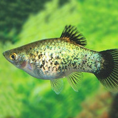 Xiph.maculatus Platy neon green wagt.M