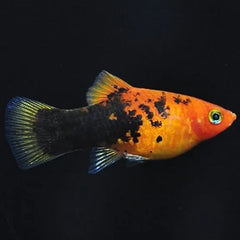 Xiph.maculatus   Platy painted M