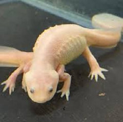 Pleurodeles waltl  Ribbensalamander goud