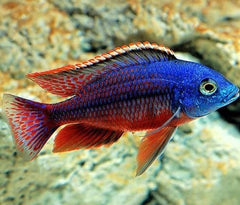 Protomelas taeniolatus red empress 4-5