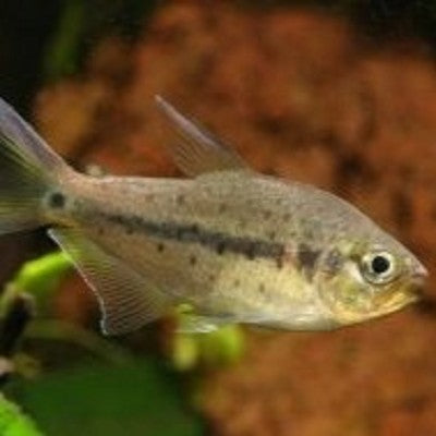 Pseudochalceus kyburzi M