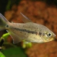 Pseudochalceus kyburzi M