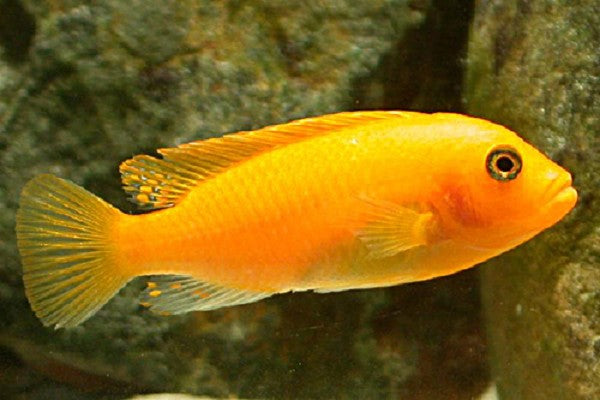 Metriaclima estherae 8 cm @