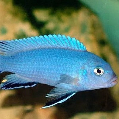 Pseudotr.socolofi sp.ice blue 5-6 cm