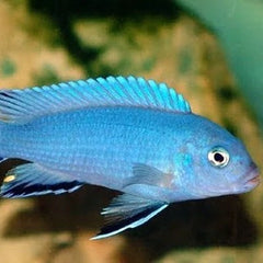 Pseudotr.socolofi sp.ice blue 5-6 cm