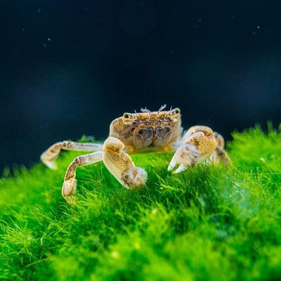 Ptychognathus barbatus Pom Pom krab