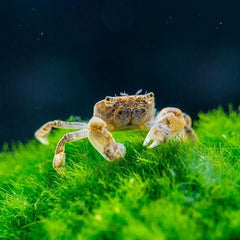 Ptychognathus barbatus Pom Pom krab