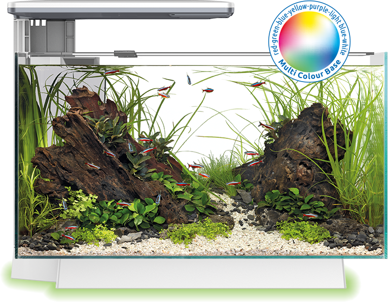 Superfish Quadro Pro