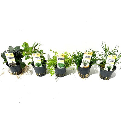 Plantenpakket A 5x6 st. Lage soorten