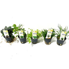 Plantenpakket A 5x6 st. Lage soorten