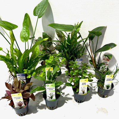 Plantenpakket super 60 stuks