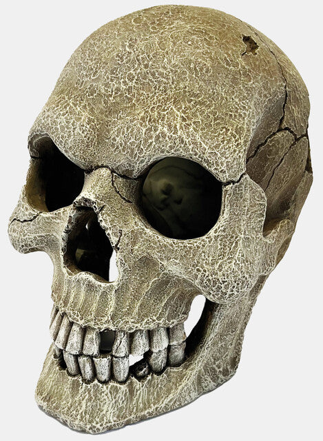Repto Deco Human Skull XL