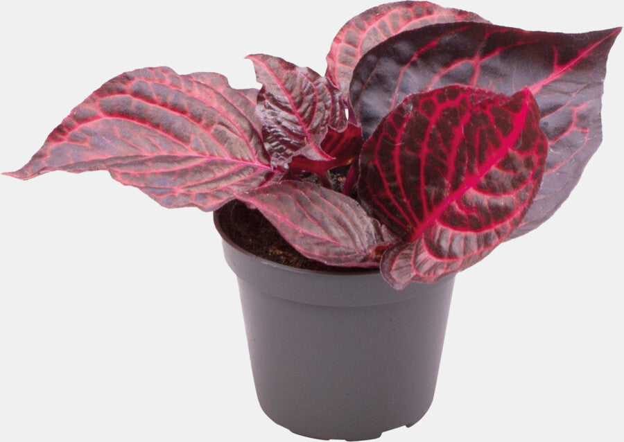 PT-IRESINE HERBSTII BLOODLEAF