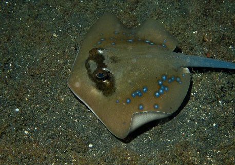 Neotrygon kuhlii