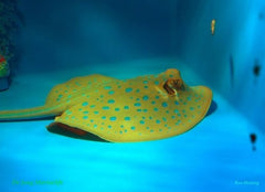 Taeniura lymma
