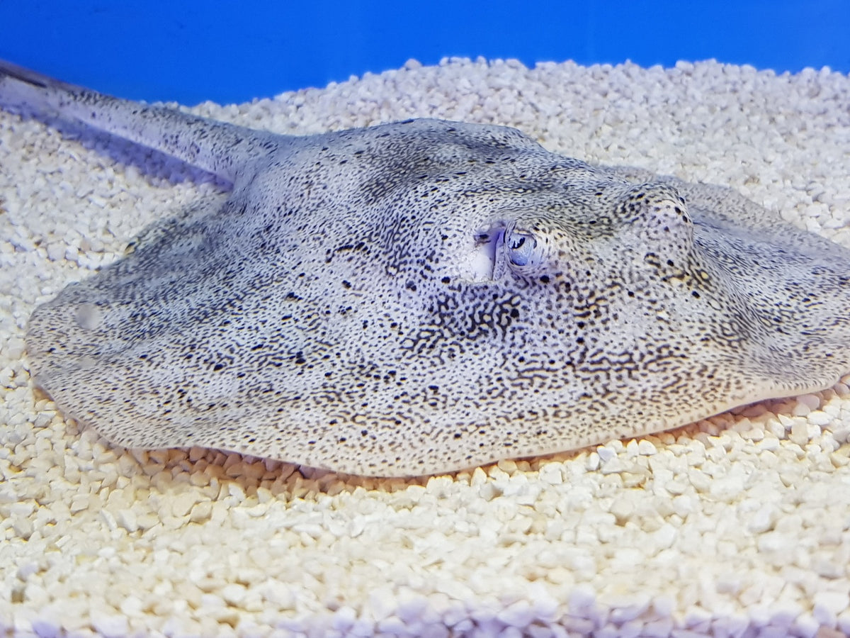 Urobatis jamaicensis