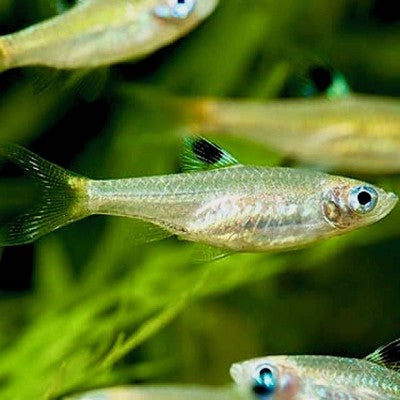 Rasb.dorsiocellata   Oogvlekrasbora M @
