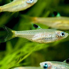 Rasb.dorsiocellata   Oogvlekrasbora M @