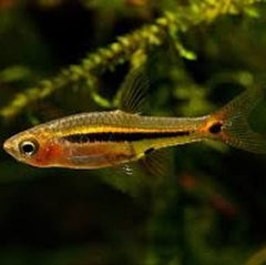 Rasbora urophthalmoides M @