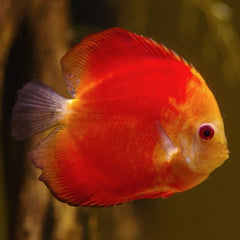 S.discus   Red melon 6-7 cm