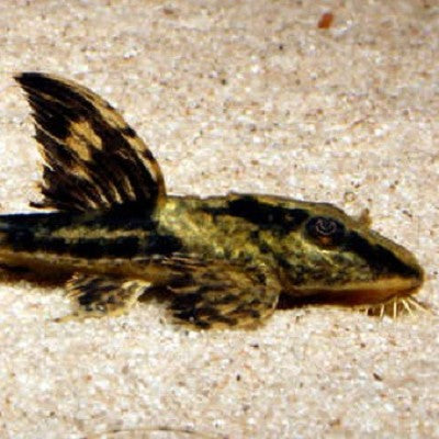 Rineloricaria sp.Colombia  SM