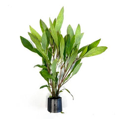 Hygrophila stricta tai in Eco-ring