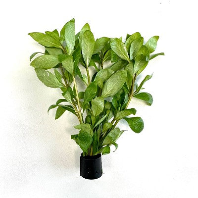 Hygrophila polysperma in Eco-ring