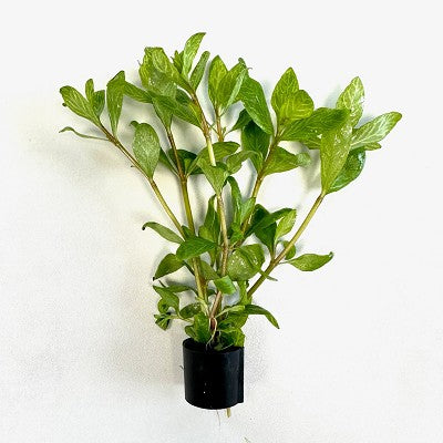 Hygr. polysperma rosaenerva in Eco-ring