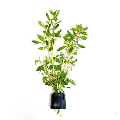 Ludwigia arcuata in Eco-ring