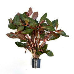 Ludwigia repens rubin in Eco-ring