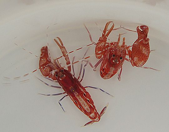 Alpheus armatus