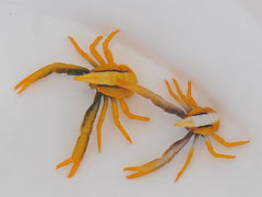 Allogalathea elegans (Premium color)