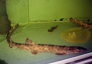 Atelomycterus macleayi