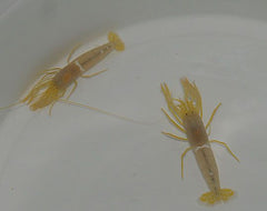 Alpheus ochrostriata