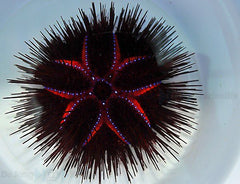 Astropyga radiata
