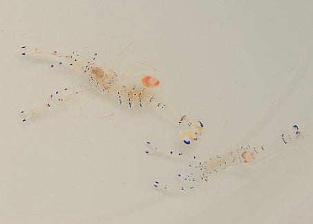 Ancylomenes venustus