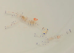 Ancylomenes venustus