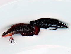 Belonepterygion fasciolatum (pair)